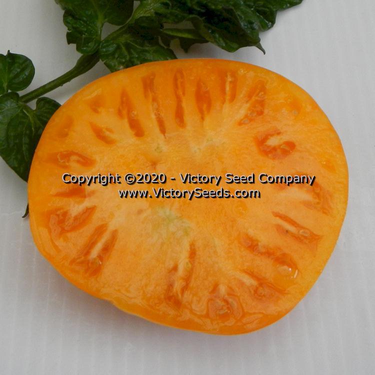 Dwarf Tanager Tomato