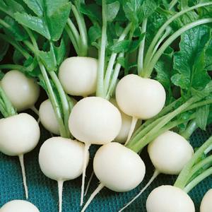 Hailstone White Globe Radish
