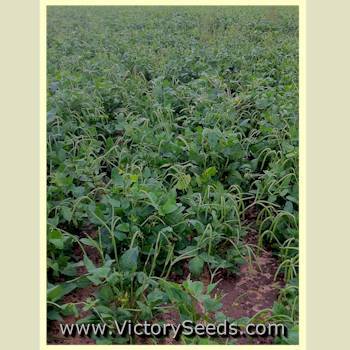 Cream 8 Southern Pea