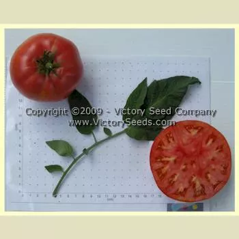 Grandpa Charlie Tomato
