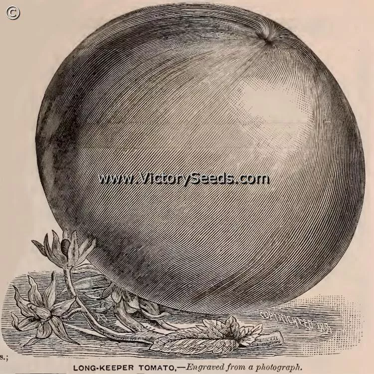 Burpee's Long Keeper (Longkeeper) Tomato