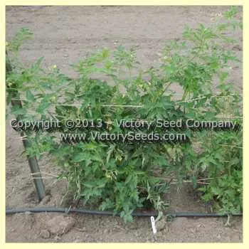 Porter Tomato