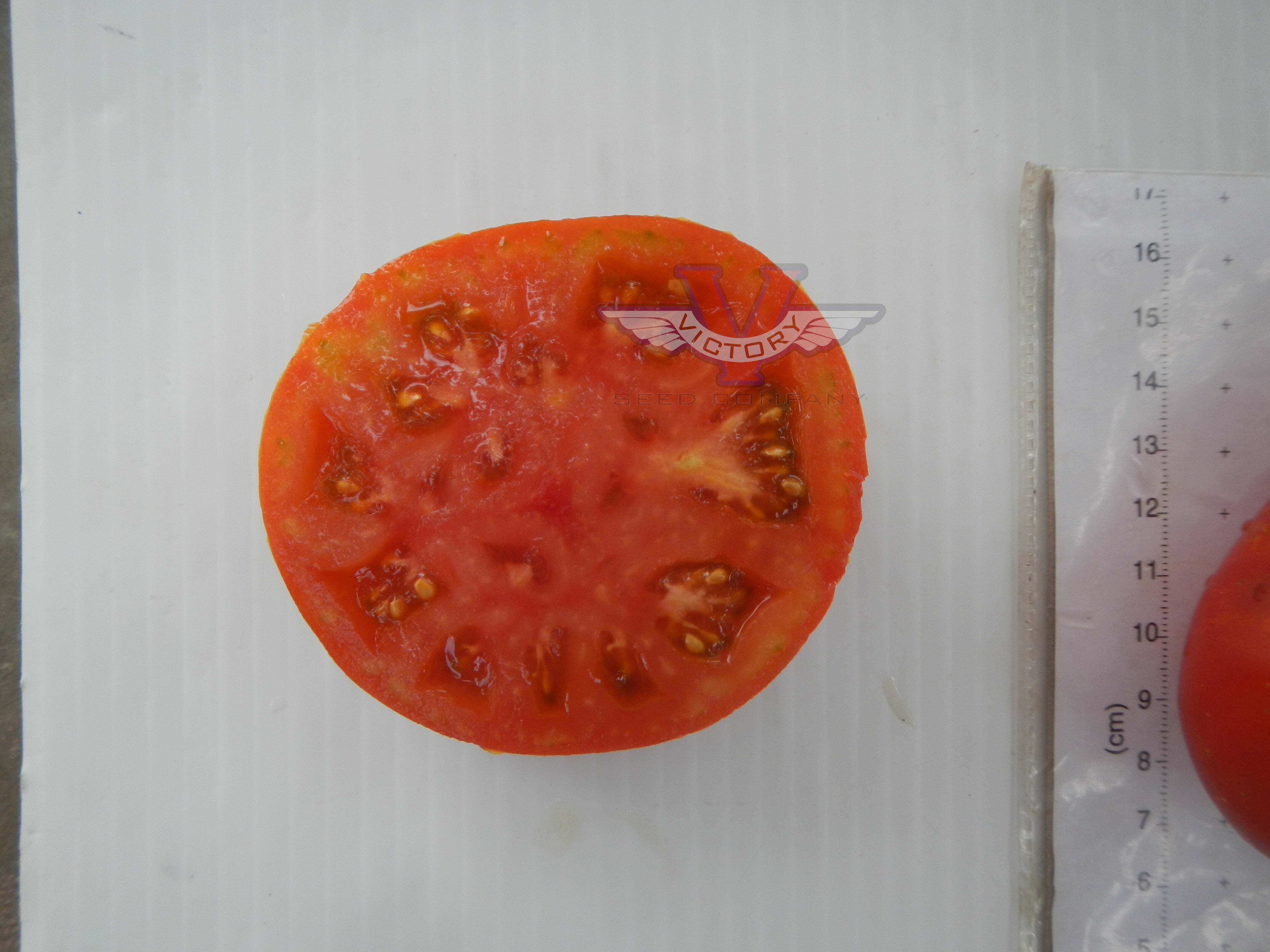 Sweet Scarlet Dwarf Tomato