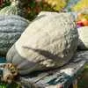 Hubbard, Blue - Winter Squash