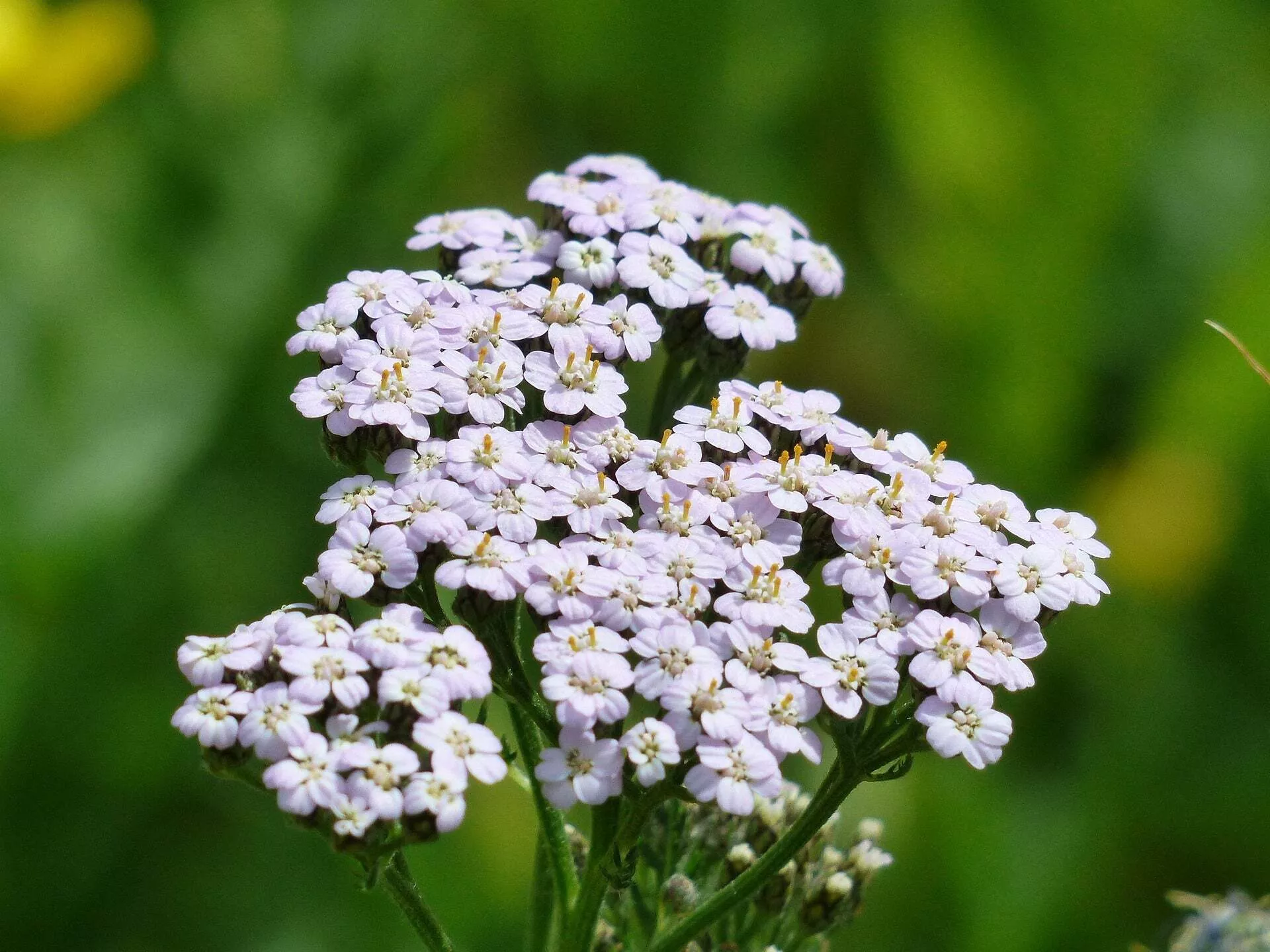 Yarrow, White