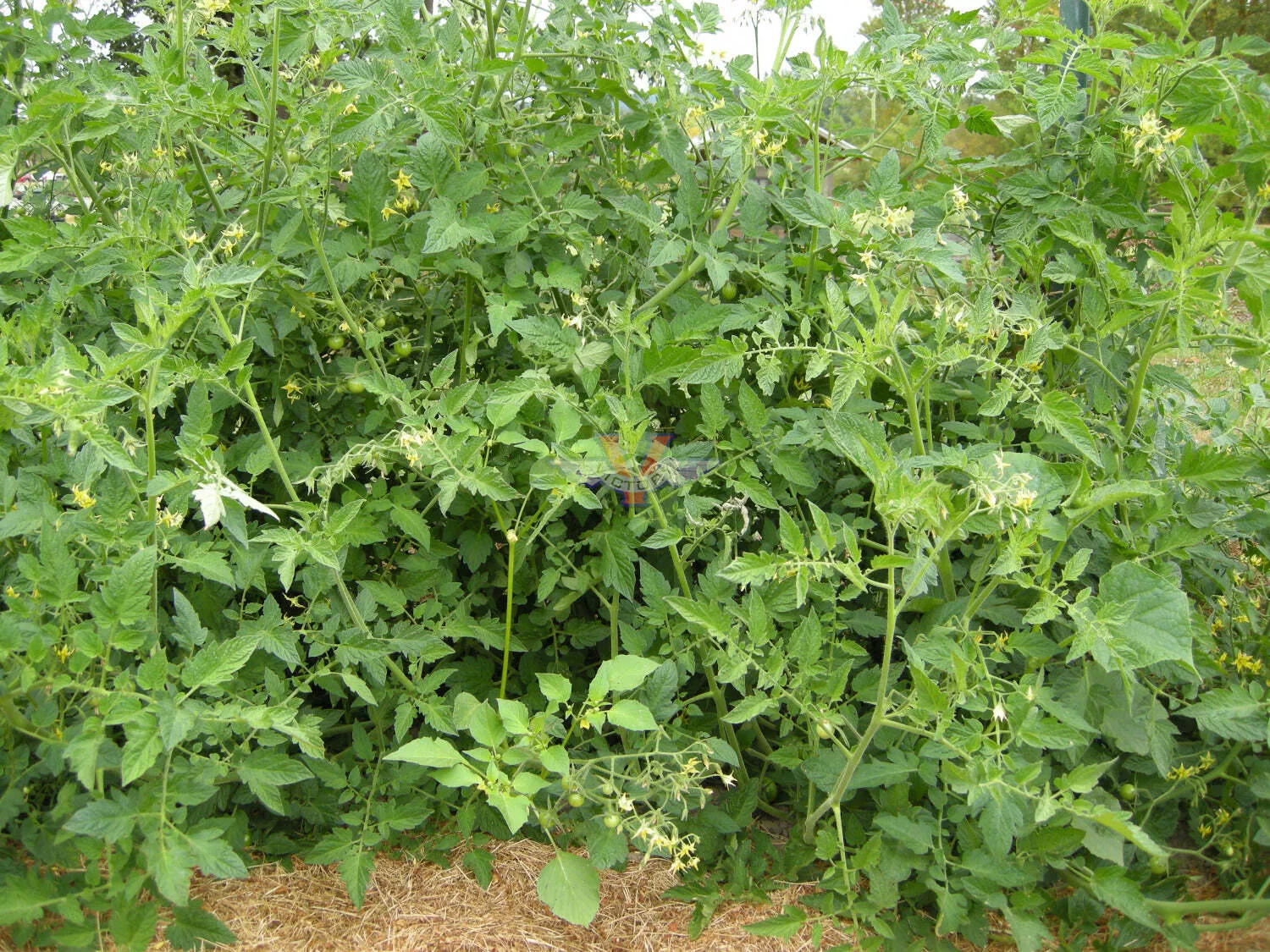 Black Cherry Tomato