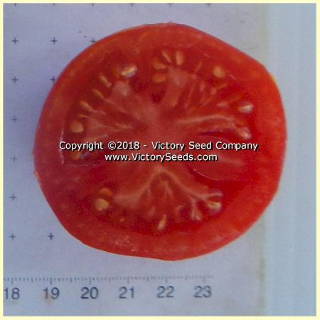 Dwarf Sarah's Red Tomato