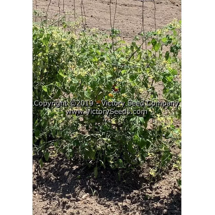 Farthest North Tomato