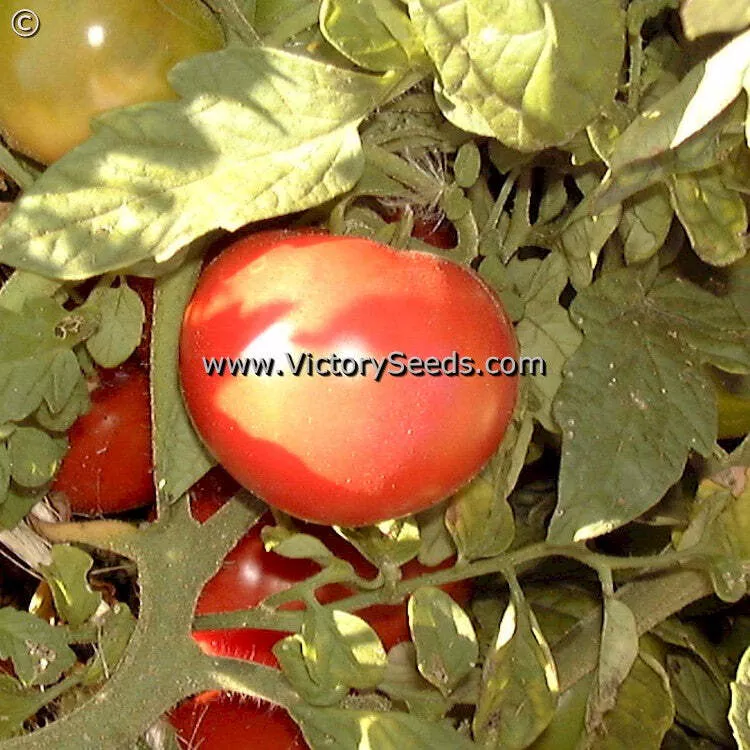 Santiam Tomato