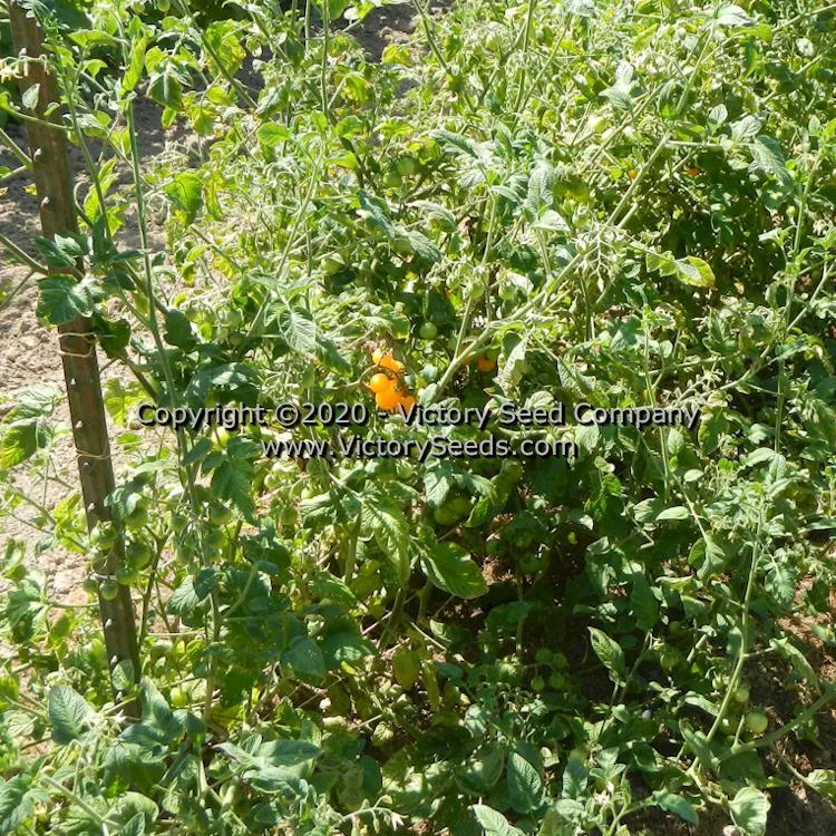 Galina Tomato