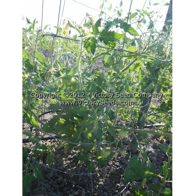 Gogoshary Tomato