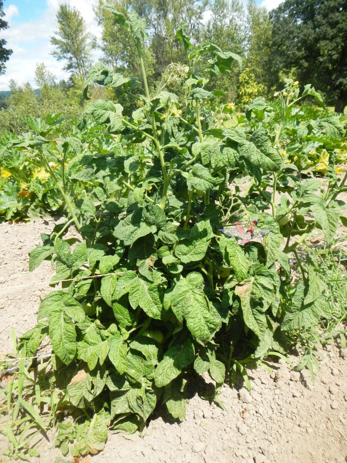 BrandyFred Tomato