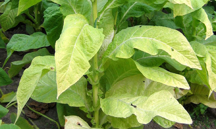 PYKY 171 Tobacco