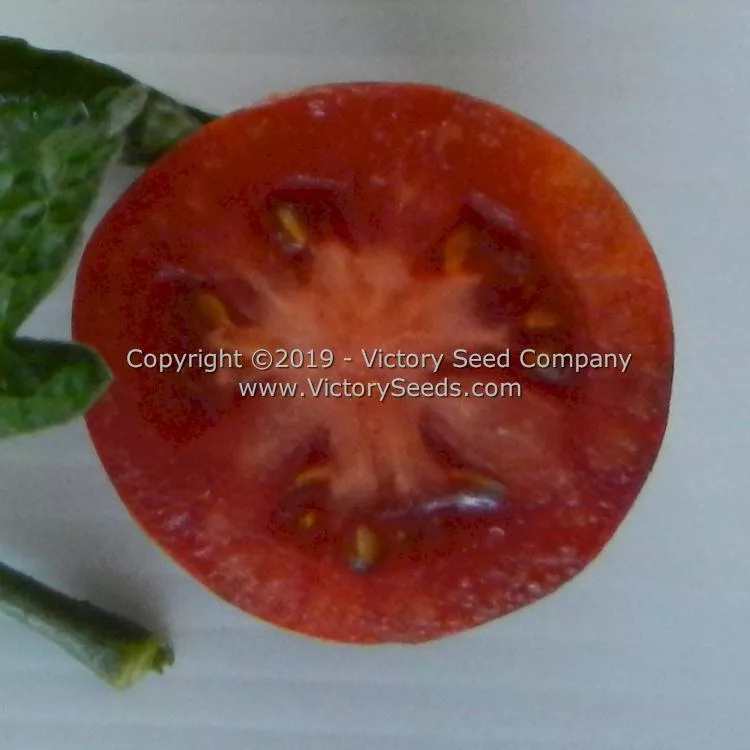 Dwarf Round Robin Tomato