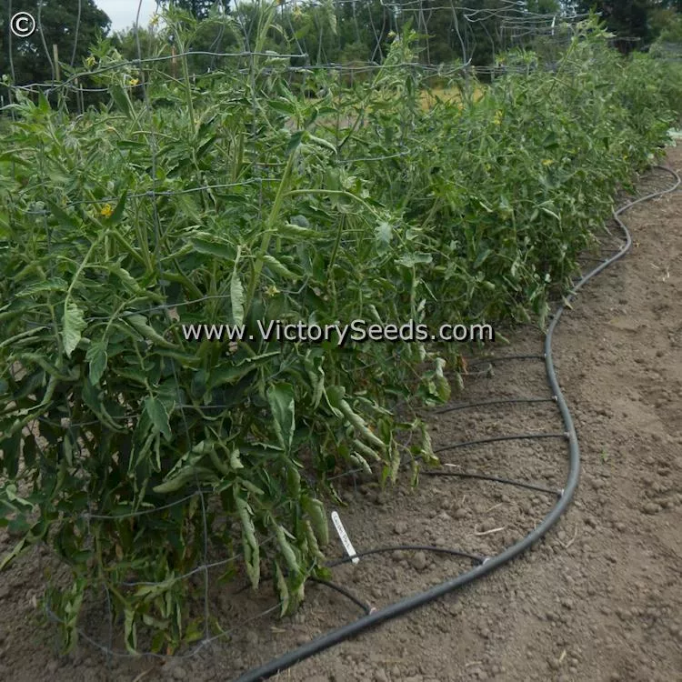 Caspian Pink Tomato