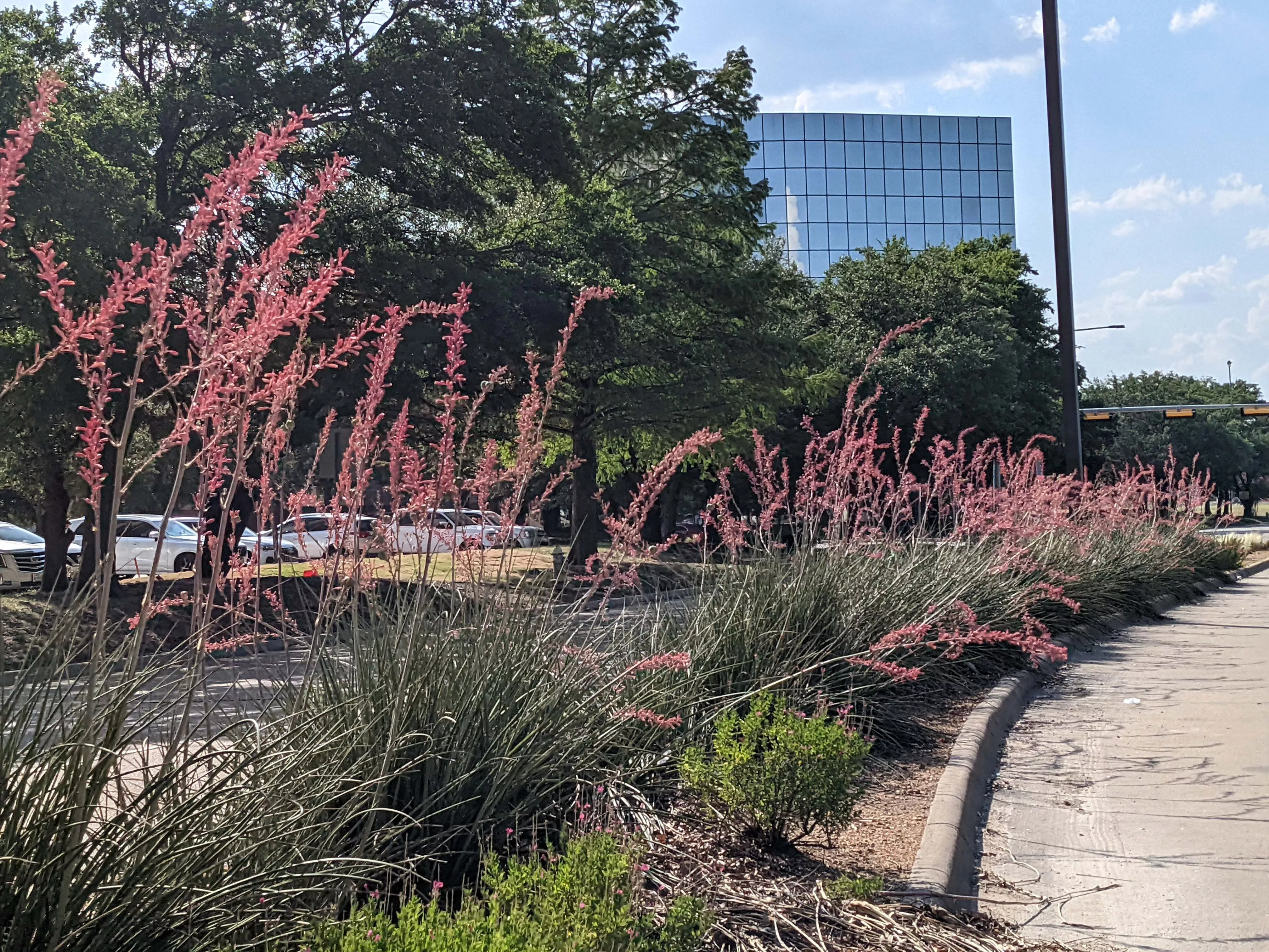 Red Yucca
