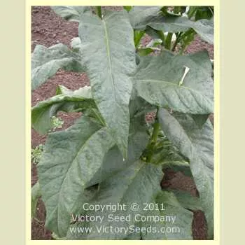 Greenwood Tobacco