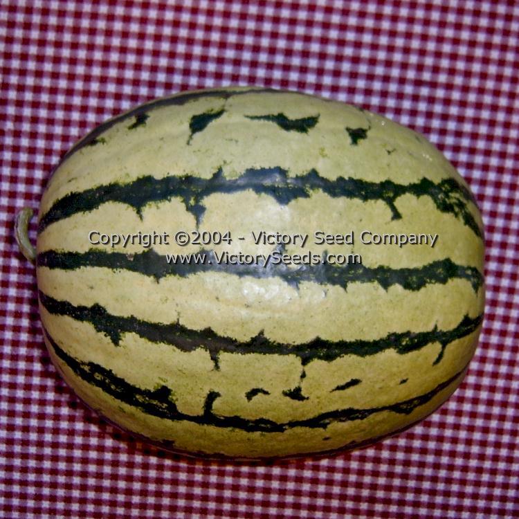 Dixie Queen Watermelon