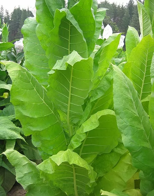 TN86 LC Burley Tobacco