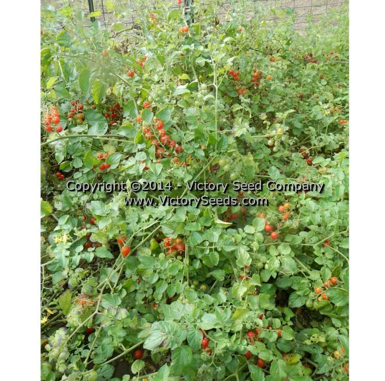 Red Currant Tomato