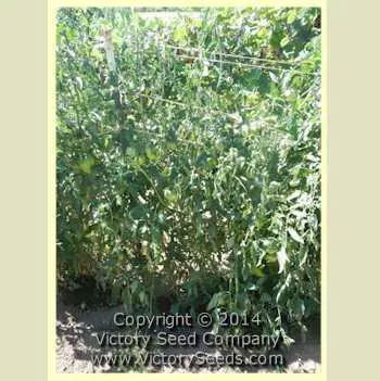 Kim's Civil War Oxheart Tomato