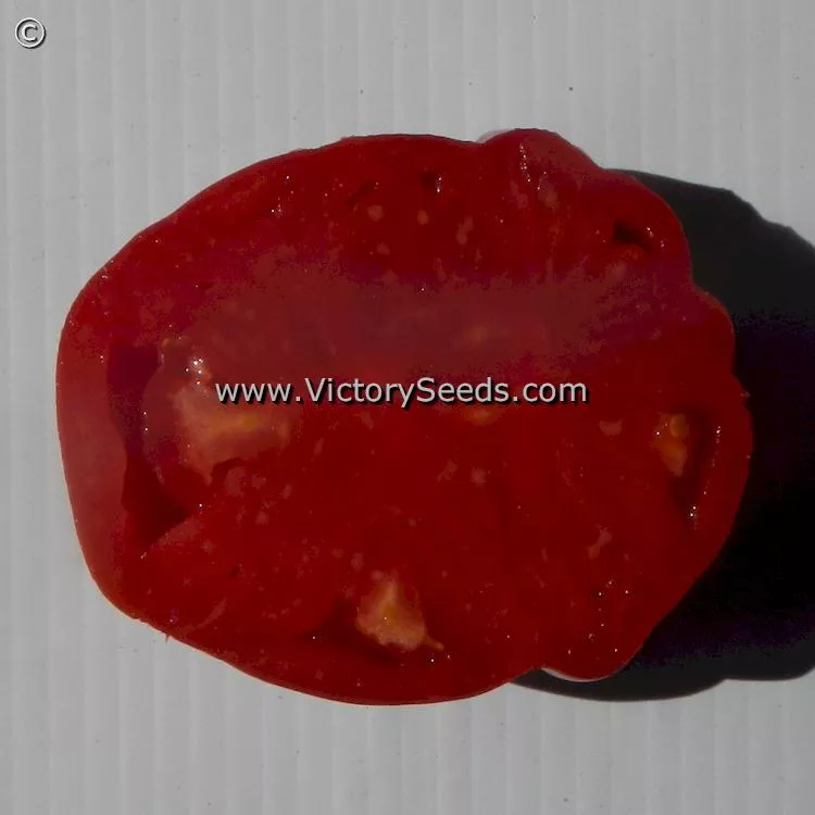 Redmon Giant Tomato