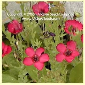Flax, Scarlet
