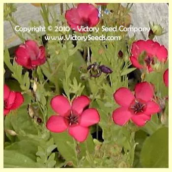 Flax, Scarlet