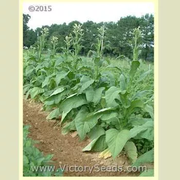 Yellow Orinoco Tobacco