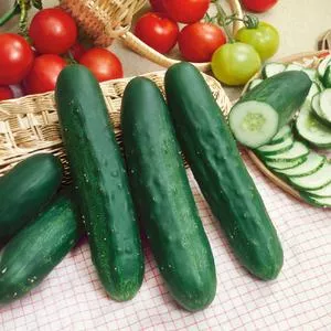 Long Green Improved Cucumber