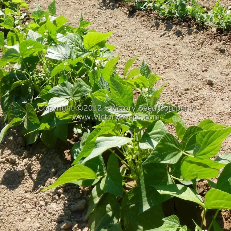 Tenderette Bush Green Garden Bean