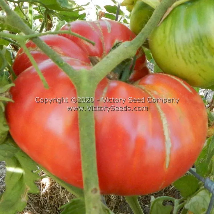 Ferris Wheel Tomato