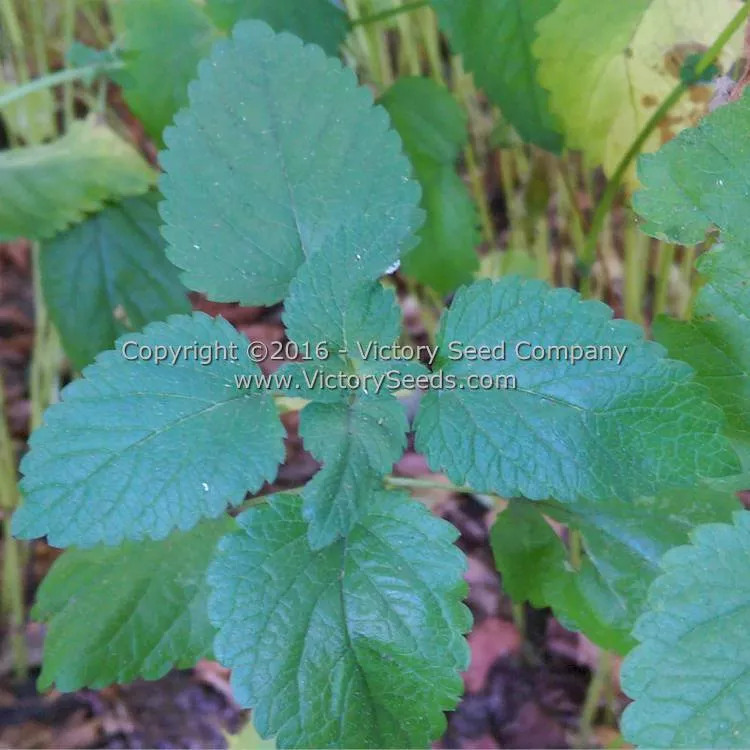 Lemon Balm