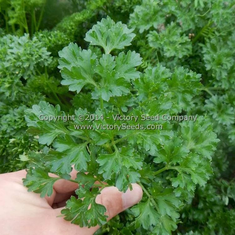 Evergreen Parsley