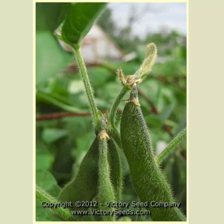 Besarabka Soybean