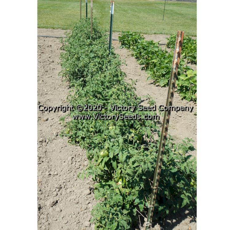 Dwarf Purple Heartthrob Tomato