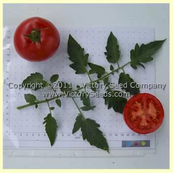 Hastings Mildglobe Tomato