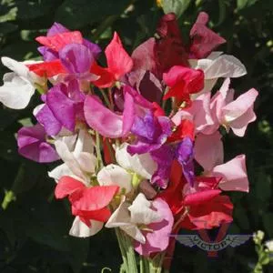 Sweet Pea, Royal Family Mix