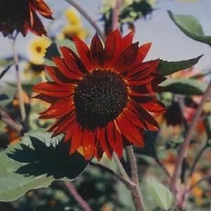 Velvet Queen Sunflower