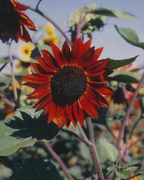 Velvet Queen Sunflower
