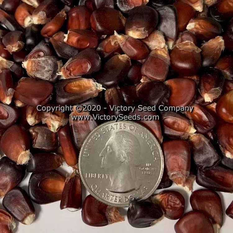 Bloody Butcher Dent Corn
