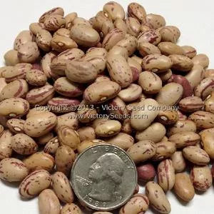 Taylor's Dwarf Horticultural Bush Dry Garden Bean