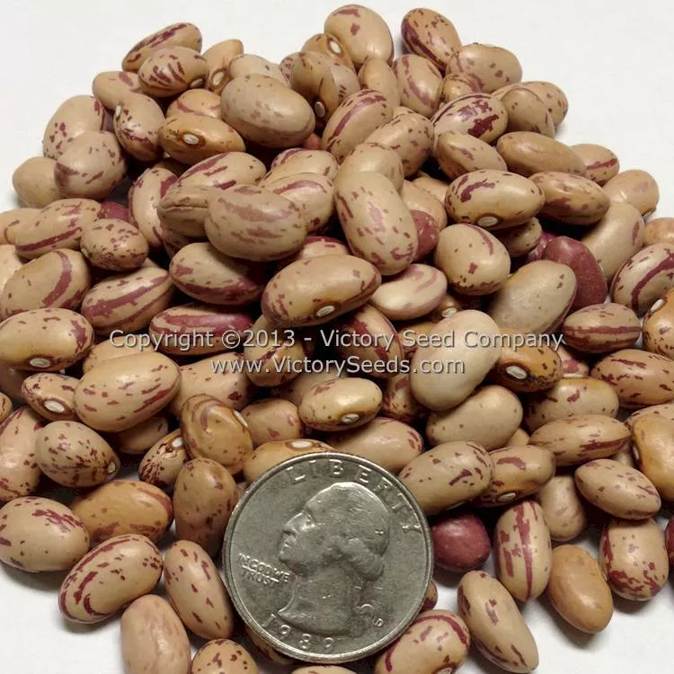 Taylor's Dwarf Horticultural Bush Dry Garden Bean