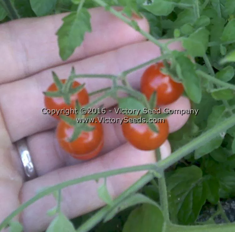 Red Currant Tomato