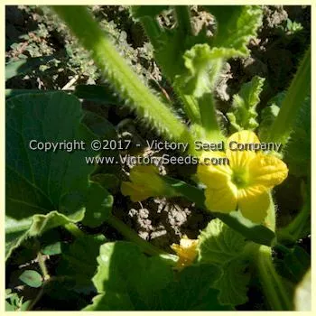 Tendral Verde Tardif Melon
