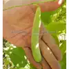 Romano Pole Green Garden Bean