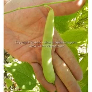 Romano Pole Green Garden Bean