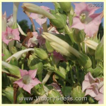 Barnett Special Tobacco