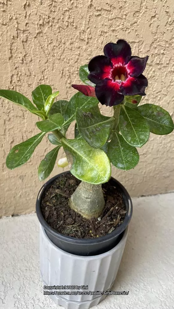 Desert Rose