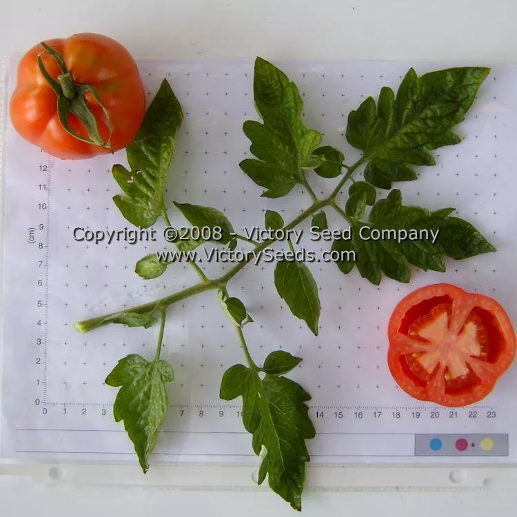 Gogoshary Tomato